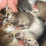 Arzu Yanardağ Instagram - Süpriz sonlu Ankara dump🫠