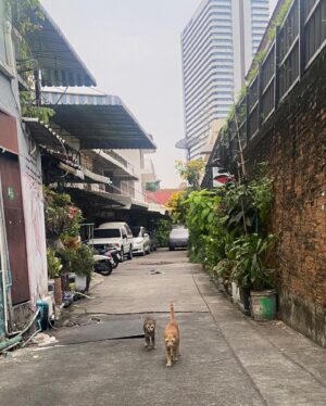 Arzu Yanardağ Instagram - Bangkok dump✌️