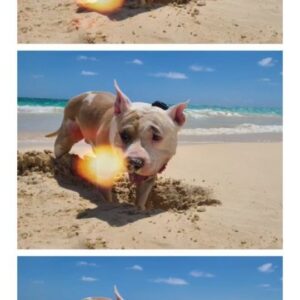 Ashley Hobbs Instagram - Fun Beach Play with Friends! 
.
#sundayfunday #pitbullsofinstagram #Beach #hawaii  #friends