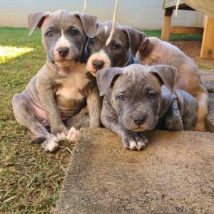 Ashley Hobbs Instagram - Want to come play with us?!
.
We need Furever Homes.. will you take me home?
.
#puppies
#love
#play
#bullybreed