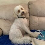 Ashley Argota Instagram - husband, dog, sports, repeat
