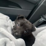 Ashley Lomberger Instagram - Miley Mo Mathews makes 3 fur babies... 👱🏻‍♂️👩🏻‍🦰🐶🐶🐶