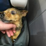 Ashley Rickards Instagram - I made the connecting flight. Ruby wasn’t stressed at all.
