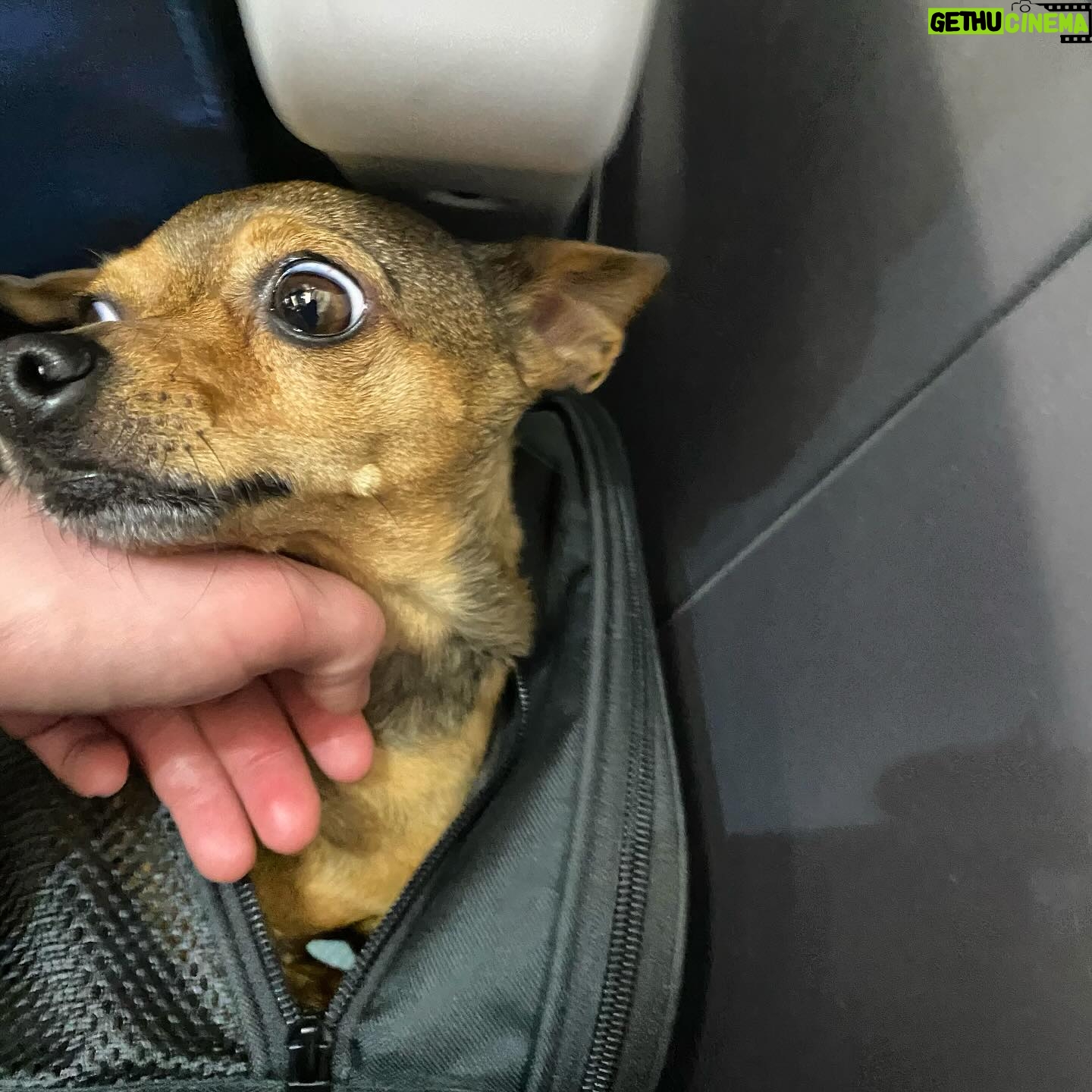 Ashley Rickards Instagram - I made the connecting flight. Ruby wasn’t stressed at all.
