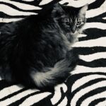 Ashley Rickards Instagram - RIP Trinny. I knew these last few months were hard for you without your best friend Princess. But I’m sure she’s so excited see you up in heaven. I’m glad you two are reunited, but I miss you both so much and always will. You were the best cat Trinny. You were 21 years old, and yet never seemed to age… and you were so agile for a cat born with three legs. You always had something say (meow) and if I wasn’t awake by 5am you’d become the most reliable alarm and wake me up and keep meowing until you have your favorite food in your bowl. You were so intuitive, compassionate and intelligent cat.. You were a beautiful cat inside and out. We’d been through so much together.. I’m so grateful to have been lucky enough to be your mom. It was a privilege to see that sweet side of you and have your gorgeous green eyes (and super loud meowing hah) always reassuring me that everything is going to be ok. When you had the seizure this morning, I know you could feel me telling you it’s ok. Thank you for letting me have that final moment with you on this earth. I love you so much. Please say hi to Princess for me.