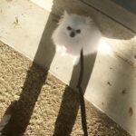 Ashley Rickards Instagram - My so-called dog. ❤️❤️❤️