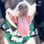 Ashley Rickards Instagram - Happy #FiveDollarFriday Y’all!! @RealGoodRescue needs our help. Please help by donating and spreading the word so that they can raise the remaining $4,085 for this deserving boy who has been overlooked in boarding for two years! Donations for Benny can be made via: 🐶 ZELLE: hello@realgood.dog 🐶 PAYPAL: paypal.me/realgoodrescue 🐶 VENMO: @realgoodrescue 🐶 GOFUNDME: https://gofund.me/14ab07ff #A5430896 #RealGoodRescue #RealGoodJeff #RealGoodGang #AdoptJeff #AdoptMe #RealGoodBenny #AdoptBenny #AdoptDontShop #PitbullsOfInstagram #PittieLove #Pibble #SensitiveDog #SpecialNeedsDog #ForeverHome