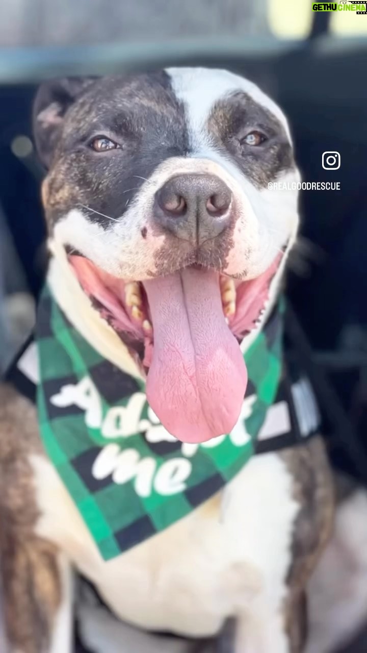 Ashley Rickards Instagram - Happy #FiveDollarFriday Y’all!! @RealGoodRescue needs our help. Please help by donating and spreading the word so that they can raise the remaining $4,085 for this deserving boy who has been overlooked in boarding for two years! Donations for Benny can be made via: 🐶 ZELLE: hello@realgood.dog 🐶 PAYPAL: paypal.me/realgoodrescue 🐶 VENMO: @realgoodrescue 🐶 GOFUNDME: https://gofund.me/14ab07ff #A5430896 #RealGoodRescue #RealGoodJeff #RealGoodGang #AdoptJeff #AdoptMe #RealGoodBenny #AdoptBenny #AdoptDontShop #PitbullsOfInstagram #PittieLove #Pibble #SensitiveDog #SpecialNeedsDog #ForeverHome