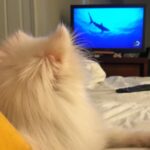 Ashley Rickards Instagram - My dog is apparently obsessed with sharks. I can’t get her to stop watching shark week. Needless to say we won’t be paddle boarding anytime soon 😂😂