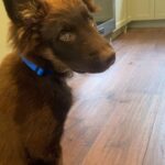 Ashley Williams Instagram – End of summer got you down? Might I suggest fostering a dog? Shelters are hot this time of year and unadopted dogs need us right now more than ever. Not to mention, this guy has given our kids a strong sense of responsibility, (and a nonstop playmate!) This is Wolfie. He was due to be euthanized a couple weeks ago but my friend Heather grabbed him, bathed him, got him vaccines, and now he’s happily in our home for the week. My kids spent six hours yesterday teaching him “shake!” #foster #adoptdontshop #rescue #dogsofinstagram #dogoftheday #wolfie #summervibes @insta.animal.promo_