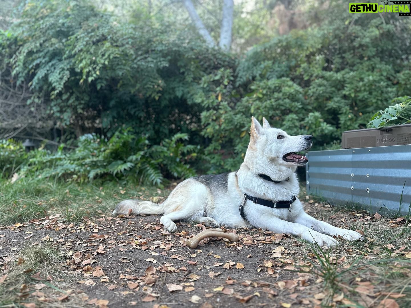 Ashley Williams Instagram - Say hi to Alma. We are fostering this absolute wonder of a dog who for years has clearly been used for breeding but is now finally able to rest in our house. The belly rubs go on and on and on and my boys are in heaven. She looks deep in our eyes and brings us all peace in a time when our hearts need it so badly. Thanks @bestfriendsanimalsociety for making everything possible. #adoptdontshop #foster #savethemall