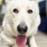 Ashley Williams Instagram – Say hi to Alma. We are fostering this absolute wonder of a dog who for years has clearly been used for breeding but is now finally able to rest in our house.  The belly rubs go on and on and on and my boys are in heaven. She looks deep in our eyes and brings us all peace in a time when our hearts need it so badly. Thanks @bestfriendsanimalsociety for making everything possible. #adoptdontshop #foster #savethemall