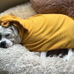 Ashley Yoder Instagram - I got that dog in me… The dog: