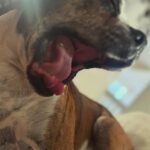 Ashley Yoder Instagram - The Many Faces of Baxton🤪