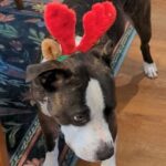 Ashly Burch Instagram – Cody is a good Christmas boy!! @mortburke got him a chew toy he promptly destroyed and a peanut butter bone. Happy holidayyyyyssss