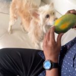Ashmitha Instagram - లిస్ట్ లో ఉన్నావి అన్నీ తెచరా? Sniff check 🐶 #funny #telugumemes #funnytelugumemes #husband #wife #husbandandwife #helpingothers #us #ashtagged #ashtrixx #telugu #teluguactress #influencer #lol #jj #laugh #smile #happy #haha #instafun #couple #couplegoals #husbandgoals #hyderabad
