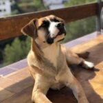 Asia Ortega Instagram - 🐺“Lxs perrxs viejxs reflejan su instinto en lxs lobxs jovenes” Cuca & Chillin Juana 🐾 fotitos by. @martagarrucho