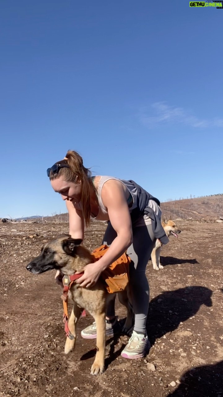 Aspen Ladd Instagram - Gearing up for a 10 mile Saturday hike with the pups . Kylo is 99% sure its animal abuse the couple times a week I put a pack on him ( their โ heavyโ days) ๐ Freya , on the other hand absolutely does not care . Sheโs possibly the happiest dog Iโve ever met. What do they carry, you may ask? Usually water; I have an old shoulder injury that gets super irritated if I have a heavy backpack pulling on it for too long, so the pups carry water on longer hikes . I put my working dogs to work and off we go ๐ ๐๐น