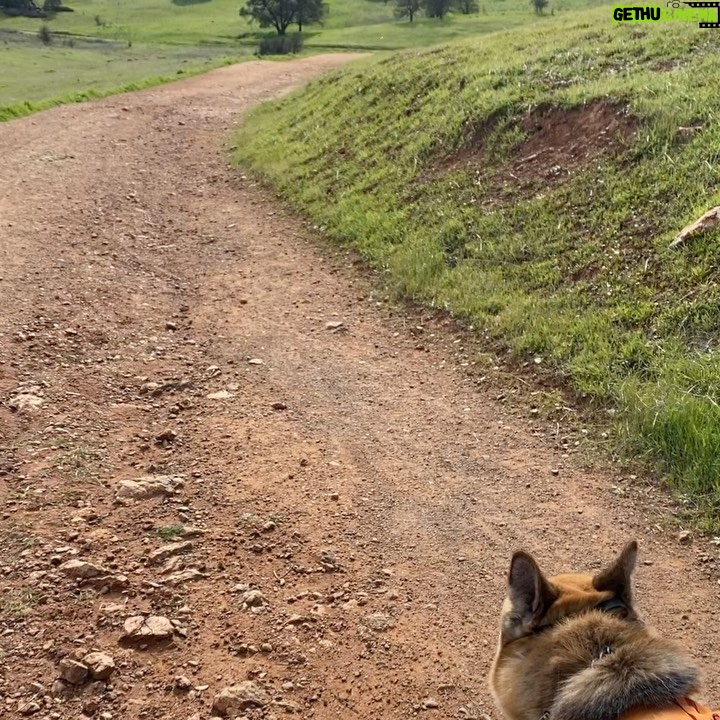 Aspen Ladd Instagram - Flat tires , looking for a lost malinois ( not mine !!!) , 10 miles and a real good day 🙂👹🐕🏃♀️