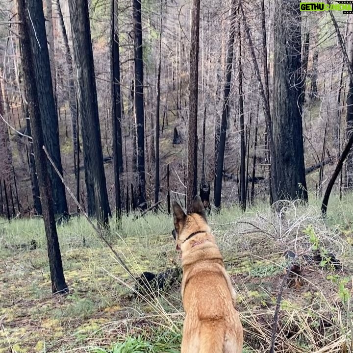 Aspen Ladd Instagram - A beautiful 8 mile loop near my home. It’s always crazy to me when I see people out solo hiking or running. No dogs no other people, headphones in …just livin on hope 😂 For example, just tonight in 8 miles my dogs alerted that there was some kind of predator near by on 5 separate occasions. Could be anything from a coyote to a bear 🐻 I never know until I find prints of scat . 2 weeks ago it was a cougar. How do I know it’s a predatory animal, you may ask? Easy , my dogs spend so much time out in the mountains with me that I know based on their different reactions. None of them really care about prey animals like deer or rabbits for example. Those are fun but not exciting for them . Anyways just random thoughts, especially since last week a man was killed by a cougar not too far from where I live.