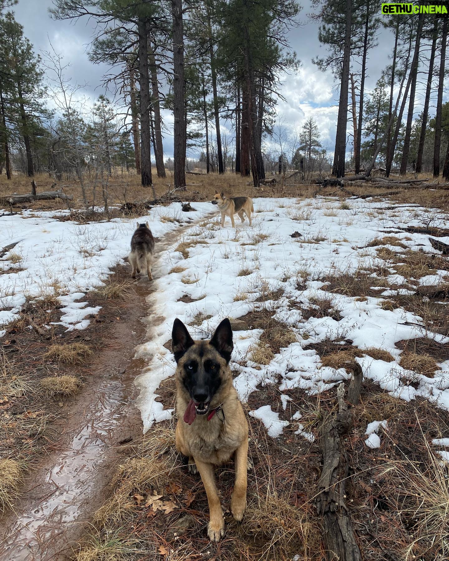 Aspen Ladd Instagram - Iβve been Loving It in #sedona ποΈ I decided to climb up the highest point in the immediate area for some epic views today . With my three amigos πππof course. We summited something called #mountwilson then explored beyond that for 11.5 miles of hiking/ jogging up then running down ( as fast as the rocky and steep trail would allow. It was epic π #exploresedona #explorearizona #hikearizona