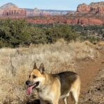 Aspen Ladd Instagram - Our views on the morning run were pretty legit 🌵🏜️🐕 #neverstopexploring