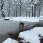 Aspen Ladd Instagram - I can’t believe some dude GOT BITTEN on #ufc tonight 😂 In honor of that here’s my dogs also biting things on our snowy hike 👹👹👹 #snowdog #hikecalifornia #exploremore
