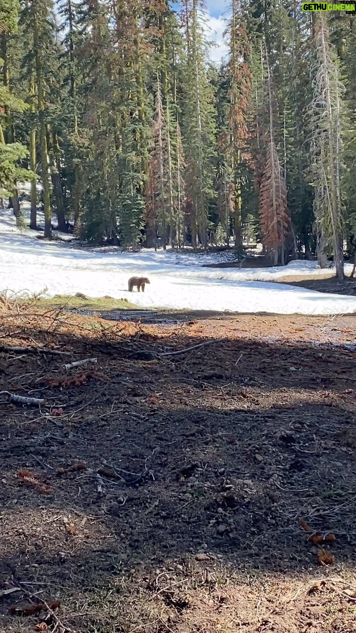 Aspen Ladd Instagram - Look at the bear 🐻 that is all 😂 came across this dude on tonight’s evening hike near home . This is the fifth #blackbear that the pups and I have come across in the last month ( and I was gone to Paris 10 of those days) . This one took off over the hill and we kept on hiking. #wildlifeencounters
