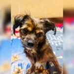 Asritha P Instagram - ❤️ @diariesofmarli . . #Marli #Marliandme #eyekillermarli #pet #pets #dog #yorkie #breed #asrithasreedas #bestie #followme #likeme #like #likes #follow #followers #fan #smart #video #photo #hashtages #insta #instagram #pubitypets #love #eye #expression #collaboration #collab