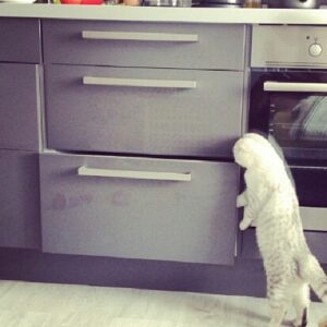 Astrid Bergès-Frisbey Instagram - While I was making dinner, my cat decided to help me.