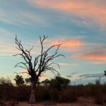 Athena Karkanis Instagram - …And safari