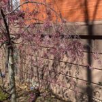 Athena Karkanis Instagram – Spring glorious spring!! After that looooong dark winter it’s especially rejuvenating! Happy Easter 🐰🐣🐇 !