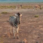 Athena Karkanis Instagram - Safari!
