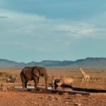 Athena Karkanis Instagram - Safari!