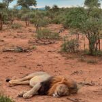 Athena Karkanis Instagram - …And safari