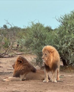 Athena Karkanis Instagram - …And safari
