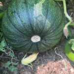 Audra McDonald Instagram - I’ve been out of town since July 19th. Am home now for literally 48 hours before I head out again. But look what greeted me today?! This is the one little pumpkin that I didn’t plant that is thriving! The other million that I planted still have not produced one bit but this one continues to laugh and thrive. 🙌🏾 🎃