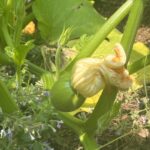 Audra McDonald Instagram – So I planted so many pumpkins this year. Most have not thrived, or havenβt produced female flowers, or have been attacked by squirrels and woodchucks and aphids etc. BUT THIS BABY RIGHT HERE?!?! I didnβt plant this one. It just showed up one day next to some stone steps in my back yard. And is just growing full out ππΎ! I am new to gardening and I still have soooo much to learn but fellow gardeners this is what I want to knowβ¦Is this how Mother Nature laughs at(withππΎ) you? I just want to know because she and this pumpkin right here are having a good kiki at my expense right now.
Any thoughts @billystroud @fmiguelbarrossantos @youcandoitgardening ? π±πͺ΄π