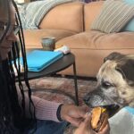 Audra McDonald Instagram – After a lovely day filled with a cheeseburger and fries, hanging out in his bed next to a cozy fire, and lots of snuggles and love, Sweet Butler Elizabeth Eggfartson passed peacefully over the rainbow bridge today surrounded by his family who loved him so very much.Our hearts are broken. He was such a good boy. We will miss him forever. #ButlertheTailWaggingDoggy 💔🐕🌈❤️