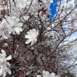 Audrey Esparza Instagram - 🌸🌸🌸first signs of spring
