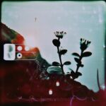August Kamp Instagram – anomaly botanical studies