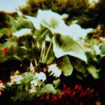 August Kamp Instagram - green 2/3