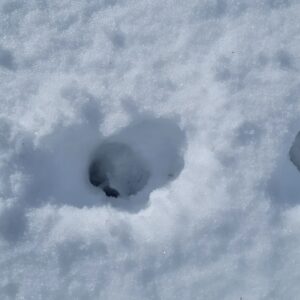 Aurélie Vaneck Instagram - Nous avons commencé l'année sur le toit du monde, aux pieds du parc national du Mercantour, isolés dans un chalet digne d'un film de Noël, loin de l'agitation et des réseaux, à écouter la neige tomber, guetter les biches et savourer le temps suspendu... 

Je ne prendrai pas de bonne résolution cette année, car je suis bien incapable de les tenir. Mais je formule le vœux de ralentir, de poser un pied devant l'autre et de savourer chaque instant. 

Mon Homme dit que nous avons 10 billes à répartir librement entre passé, présent et avenir. Si tu places la majorité de tes billes sur "hier" ou "demain", tu passes à côté de ton présent, seul espace qui existe, finalement. Si tu places tout sur aujourd'hui,  difficile de construire, ou d'utiliser ton expérience pour grandir... Alors je formule le souhait de placer 1 bille sur "hier", 2 sur "demain" et les 7 autres sur la case "présent". 

Je vous souhaite de répartir vos billes à l'image de la vie dont vous rêvez, et d'en savourer chaque instant. 

#bonneannée