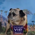 Ava Capri Instagram - I’ve been taking my space to grieve but I thought I should share, a few nights ago I lost my best friend and the world lost a legend. Grieving my best friend of 16 years has been extremely difficult but I am at peace knowing she lived an incredibly full life and was so deeply beloved by all who knew her. Rest easy my perfect girl, the embodiment of unconditional love, my Gub 💔 I’ll catch you on the other side