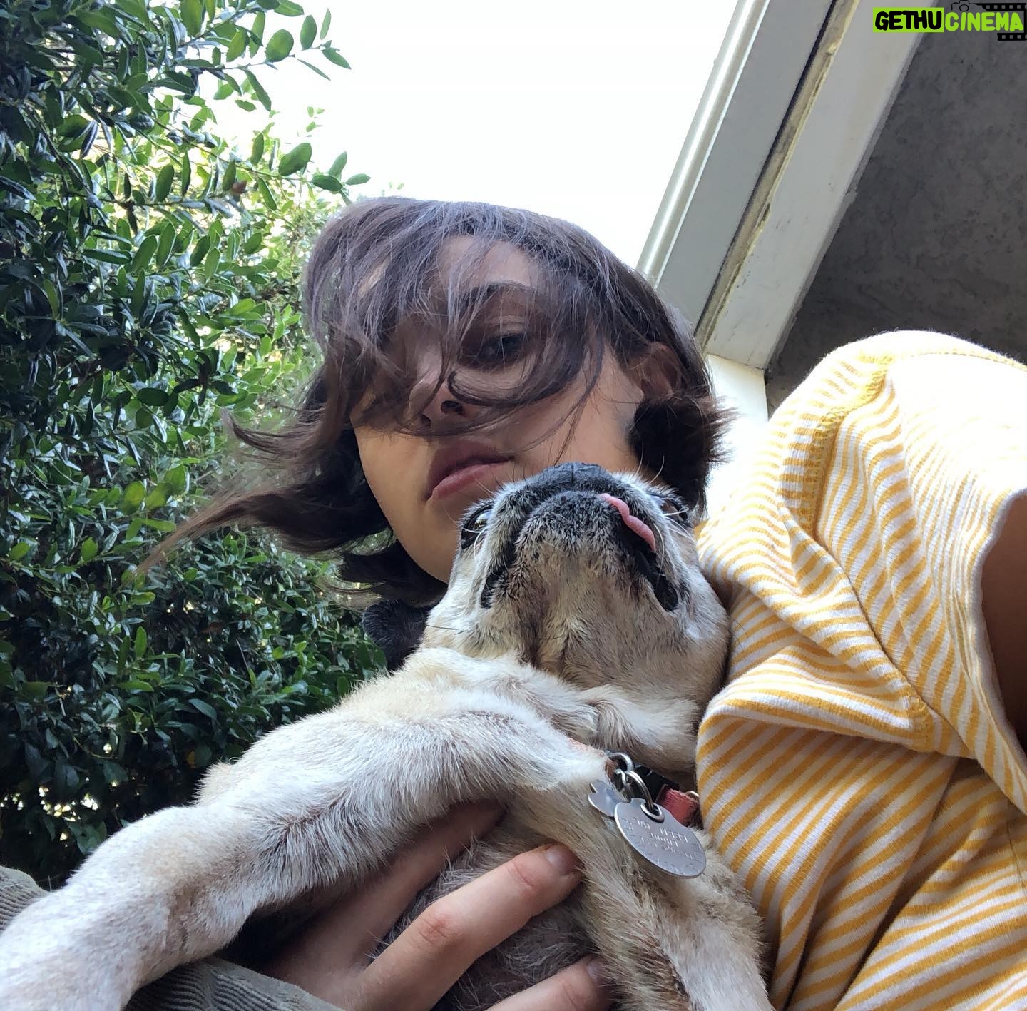 Ava Capri Instagram - I’ve been taking my space to grieve but I thought I should share, a few nights ago I lost my best friend and the world lost a legend. Grieving my best friend of 16 years has been extremely difficult but I am at peace knowing she lived an incredibly full life and was so deeply beloved by all who knew her. Rest easy my perfect girl, the embodiment of unconditional love, my Gub 💔 I’ll catch you on the other side