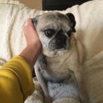 Ava Capri Instagram - I’ve been taking my space to grieve but I thought I should share, a few nights ago I lost my best friend and the world lost a legend. Grieving my best friend of 16 years has been extremely difficult but I am at peace knowing she lived an incredibly full life and was so deeply beloved by all who knew her. Rest easy my perfect girl, the embodiment of unconditional love, my Gub 💔 I’ll catch you on the other side