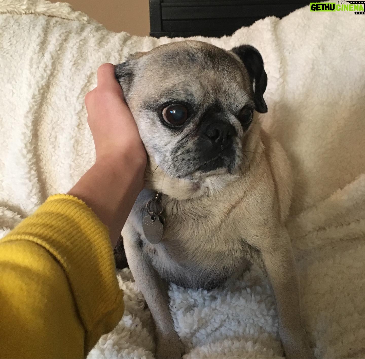 Ava Capri Instagram - I’ve been taking my space to grieve but I thought I should share, a few nights ago I lost my best friend and the world lost a legend. Grieving my best friend of 16 years has been extremely difficult but I am at peace knowing she lived an incredibly full life and was so deeply beloved by all who knew her. Rest easy my perfect girl, the embodiment of unconditional love, my Gub 💔 I’ll catch you on the other side