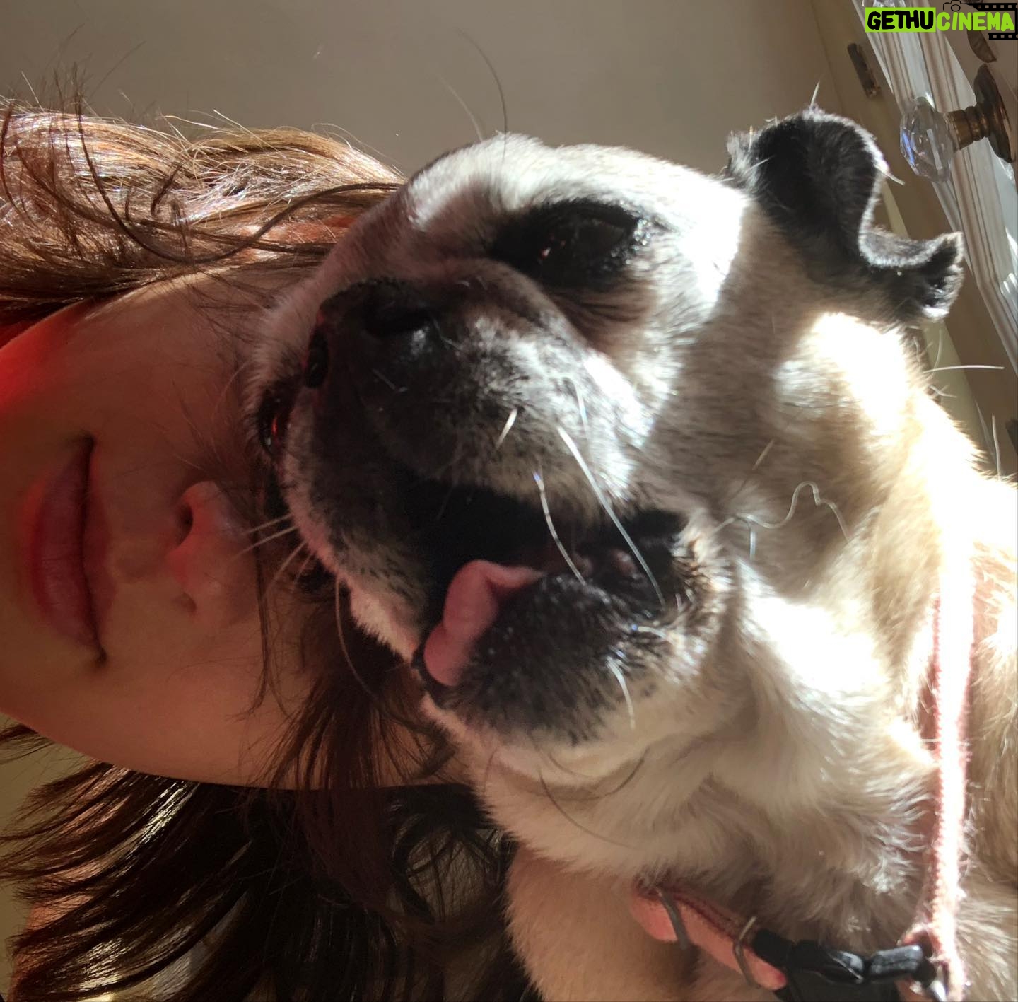 Ava Capri Instagram - I’ve been taking my space to grieve but I thought I should share, a few nights ago I lost my best friend and the world lost a legend. Grieving my best friend of 16 years has been extremely difficult but I am at peace knowing she lived an incredibly full life and was so deeply beloved by all who knew her. Rest easy my perfect girl, the embodiment of unconditional love, my Gub 💔 I’ll catch you on the other side