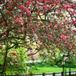 Avantika Vandanapu Instagram - springtime in new york, oh how i love you so 🫶🫶💐