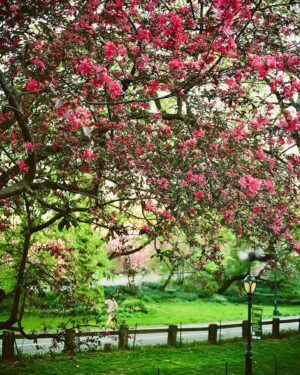 Avantika Vandanapu Instagram - springtime in new york, oh how i love you so 🫶🫶💐